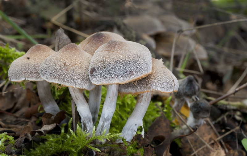 Cortinarius hemitrichus